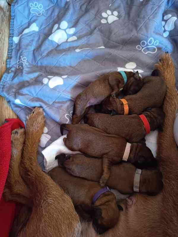 CHS Principessa Rosso nabízí štěňátka irského teriéra  - foto 7