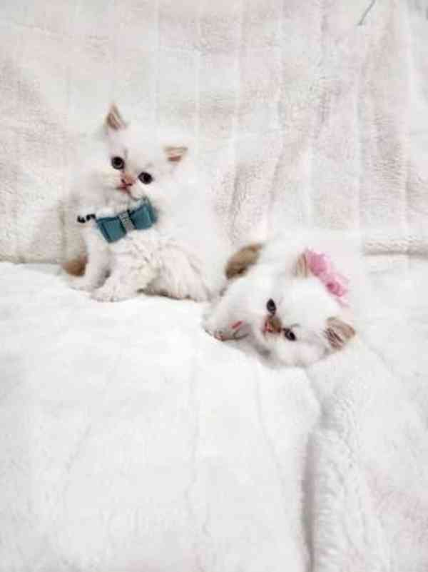 K dispozici malá perská koťátka. - foto 3