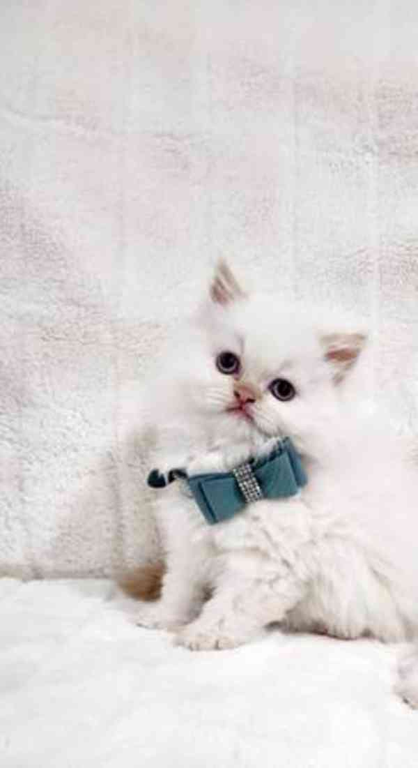 K dispozici malá perská koťátka. - foto 4