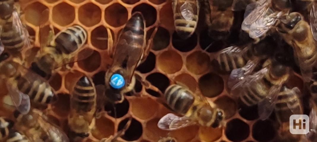 Vyzimovaná včelstva - foto 1