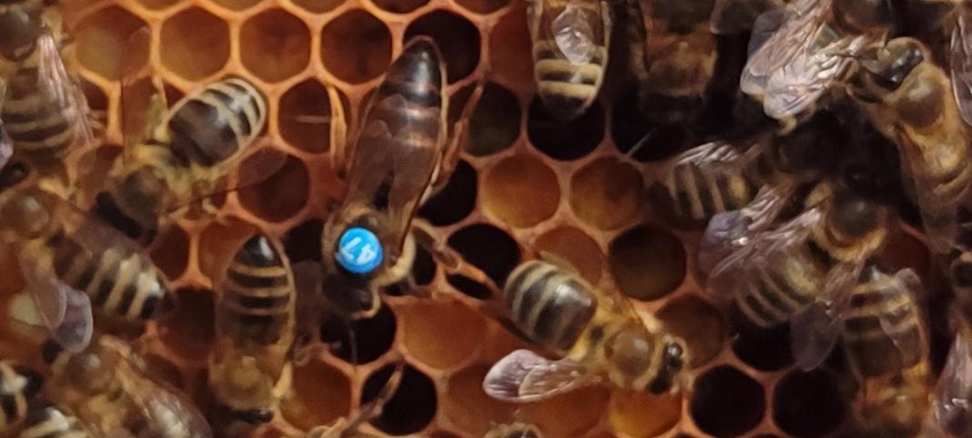 Vyzimovaná včelstva