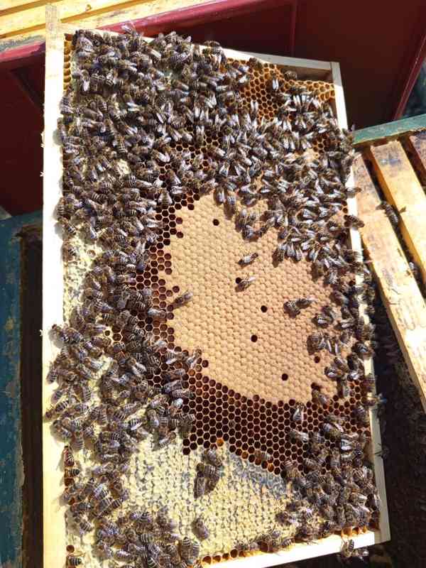 Vyzimovaná včelstva - foto 2