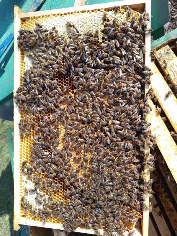 Vyzimovaná včelstva - foto 3