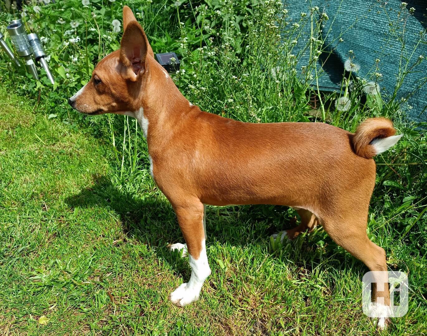 Basenji - prodám štěňata bez pp - foto 1