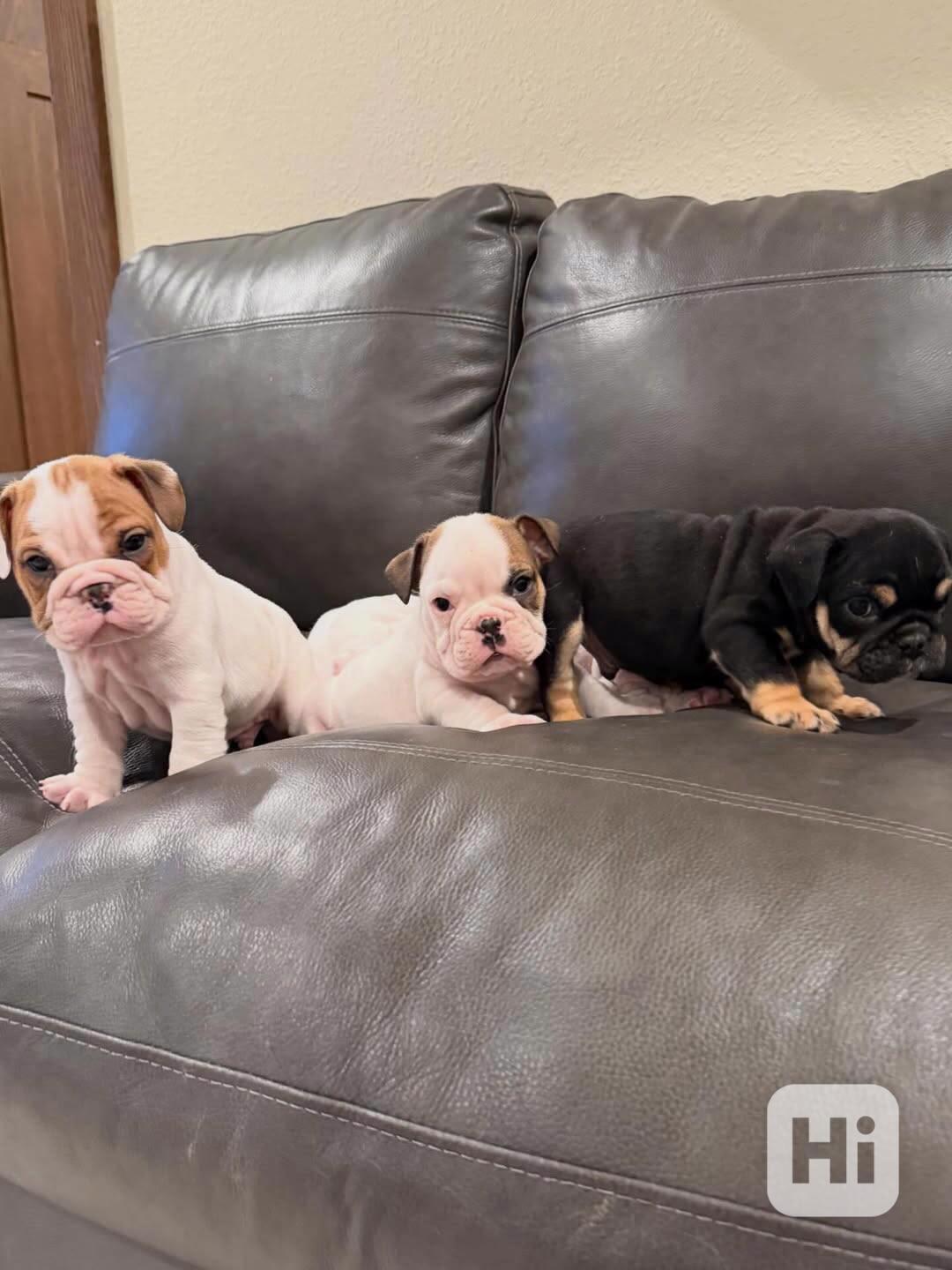 Veterinární kontrola, štěňata anglického buldoka na prodej - foto 1