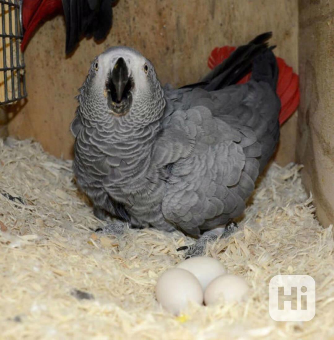 Home Raised Parrots and Parrots Eggs for Sale  We are specia - foto 1