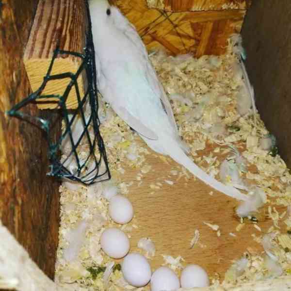 Home Raised Parrots and Parrots Eggs for Sale  We are specia - foto 2