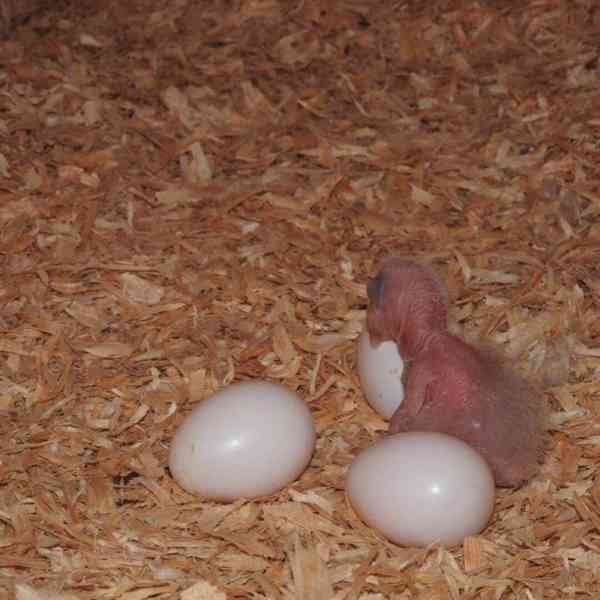 Home Raised Parrots and Parrots Eggs for Sale  We are specia - foto 3