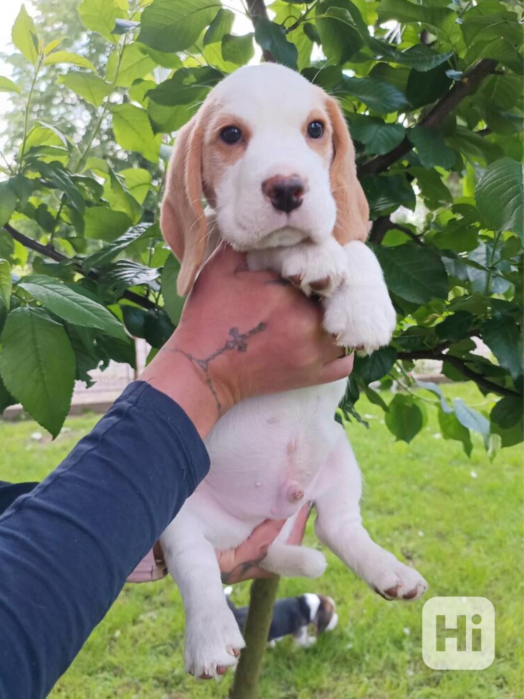Beagle pejsek s PP - foto 1