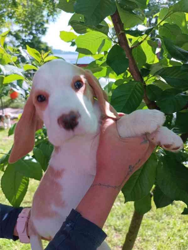 Beagle pejsek s PP - foto 6