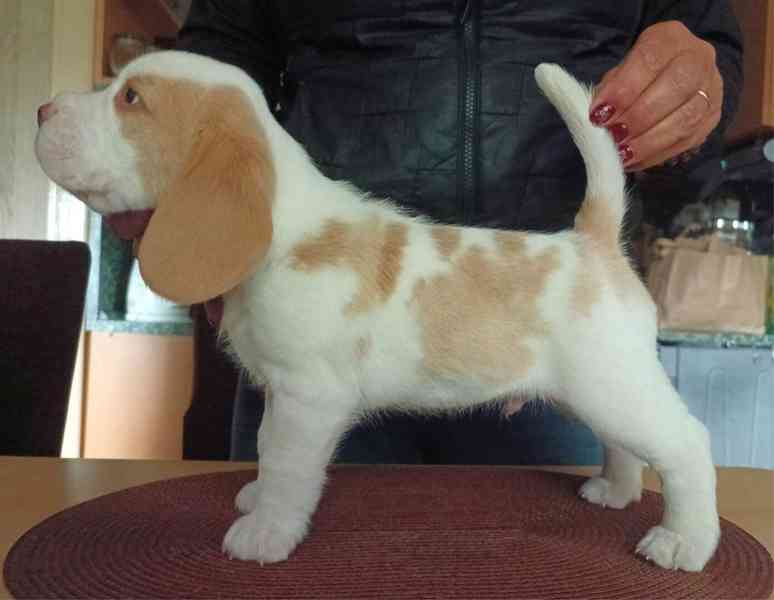 Beagle pejsek s PP - foto 9