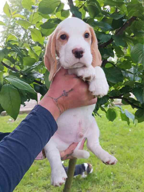 Beagle pejsek s PP