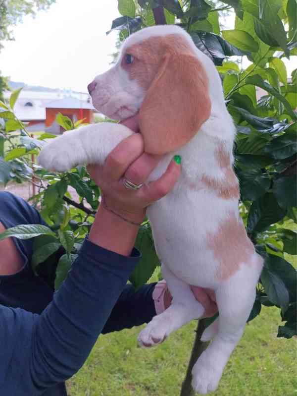 Beagle pejsek s PP - foto 4