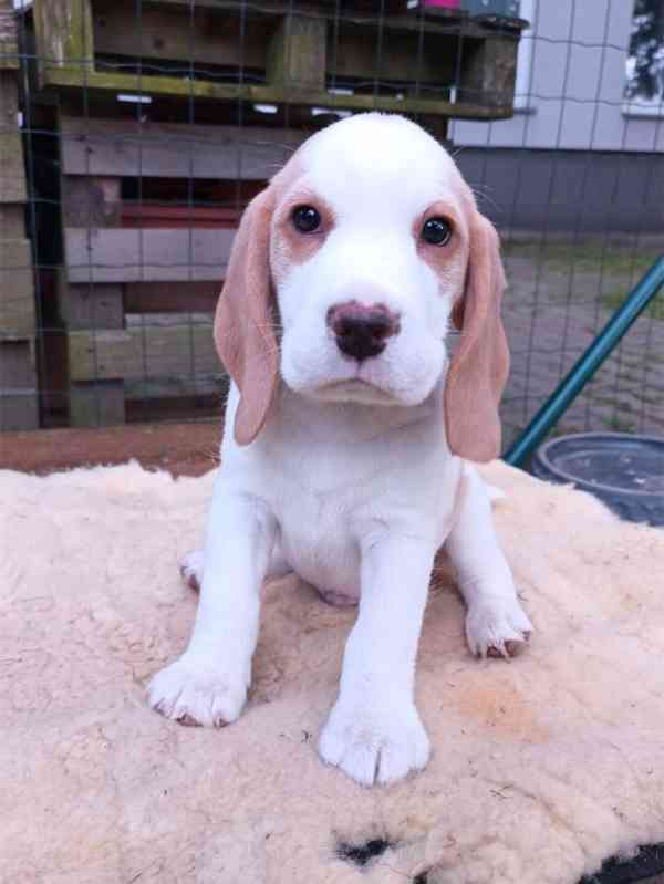 Beagle pejsek s PP - foto 2