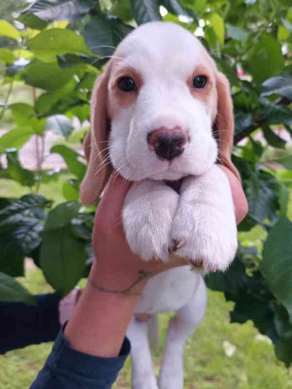 Beagle pejsek s PP - foto 5