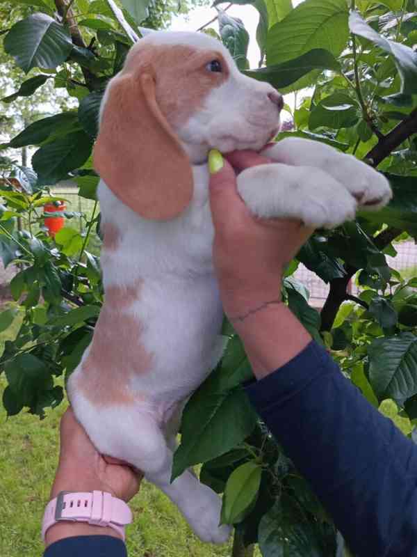 Beagle pejsek s PP - foto 3