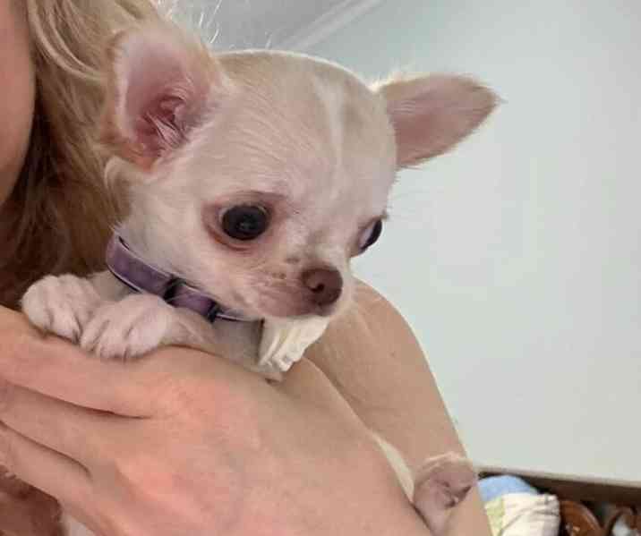 Štěňata čivavy - foto 2