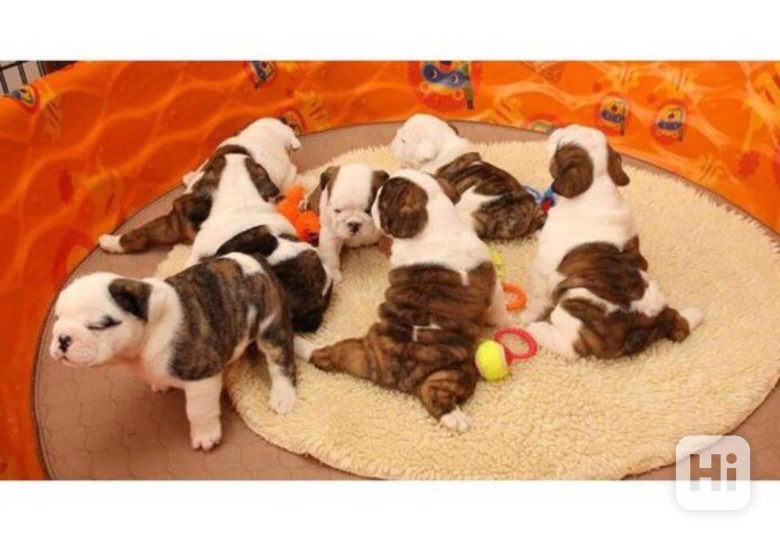 štěňata anglického buldoka k adopci - foto 1