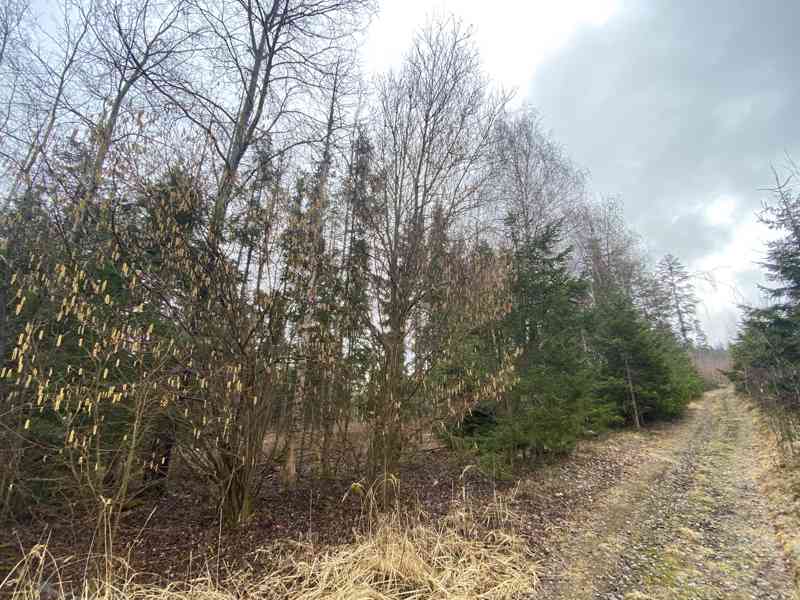 Lesní pozemek a ostatní plocha Buršice (Kolinec) - foto 2