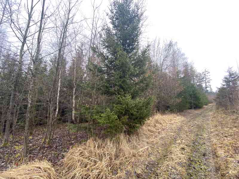 Lesní pozemek a ostatní plocha Buršice (Kolinec) - foto 9