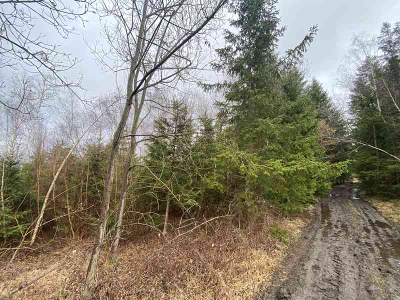 Lesní pozemek a ostatní plocha Buršice (Kolinec) - foto 7