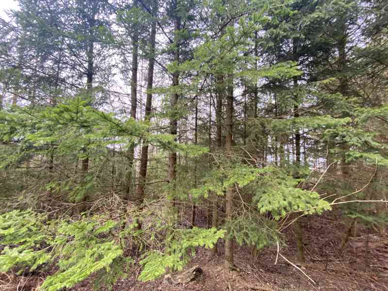 Lesní pozemek a ostatní plocha Buršice (Kolinec) - foto 6