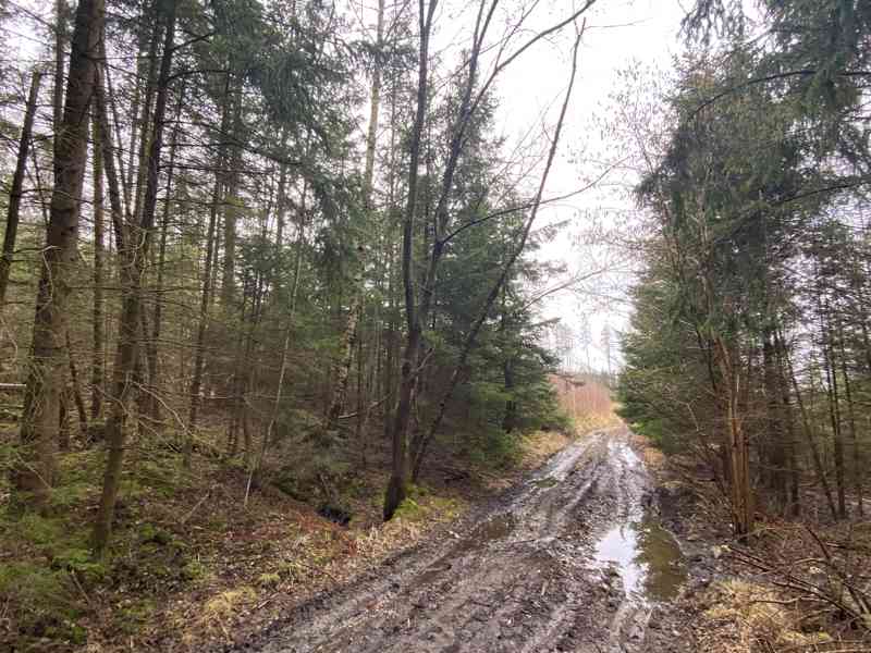 Lesní pozemek a ostatní plocha Buršice (Kolinec) - foto 8