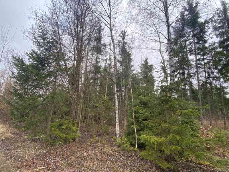 Lesní pozemek a ostatní plocha Buršice (Kolinec) - foto 3