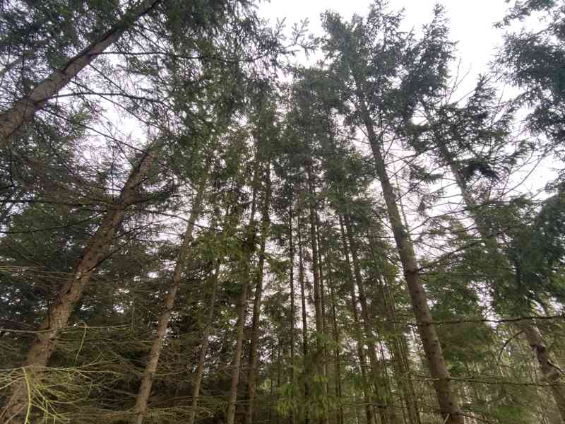 Lesní pozemek a ostatní plocha Buršice (Kolinec) - foto 5