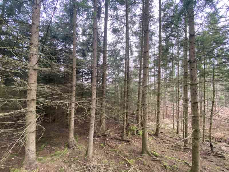 Lesní pozemek a ostatní plocha Buršice (Kolinec) - foto 4