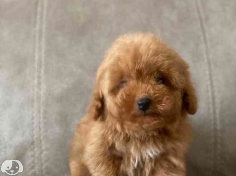 Zdravá štěňata toy pudla k dispozici - foto 2