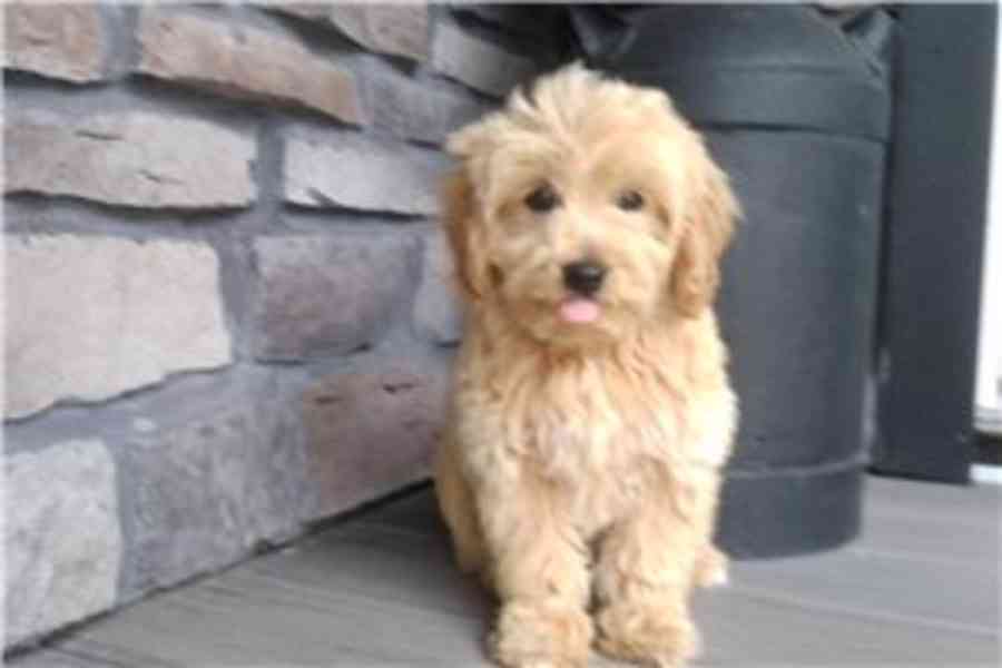 Krásná štěňata plemene Goldendoodle (psi i fenky) k adopci. - foto 1