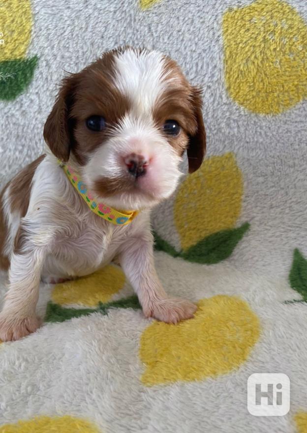 Nadměrně testovaní Cavalier King Charles španělé - foto 1
