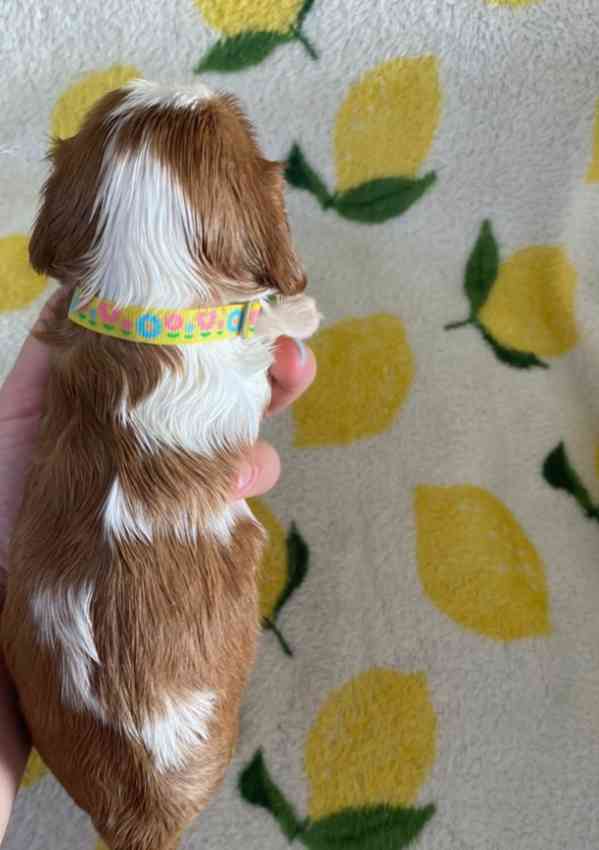 Nadměrně testovaní Cavalier King Charles španělé - foto 3