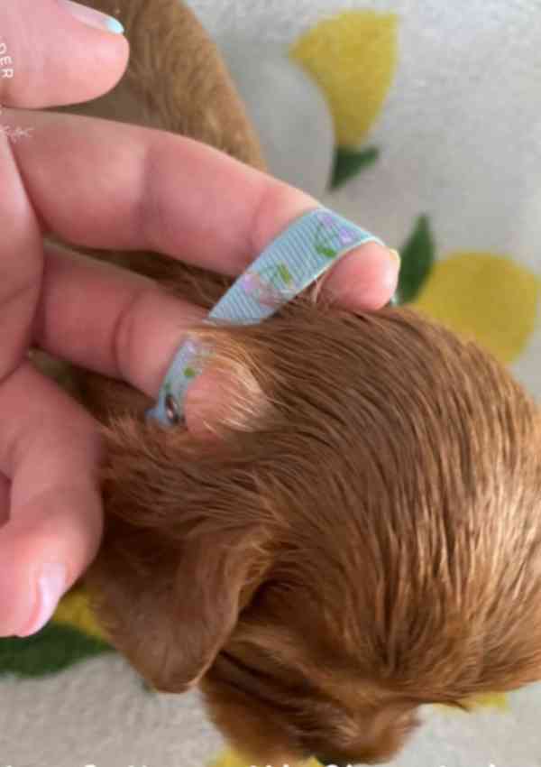 Nadměrně testovaní Cavalier King Charles španělé - foto 7
