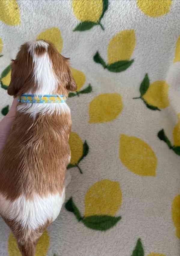 Nadměrně testovaní Cavalier King Charles španělé - foto 2