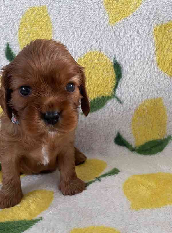 Nadměrně testovaní Cavalier King Charles španělé - foto 5