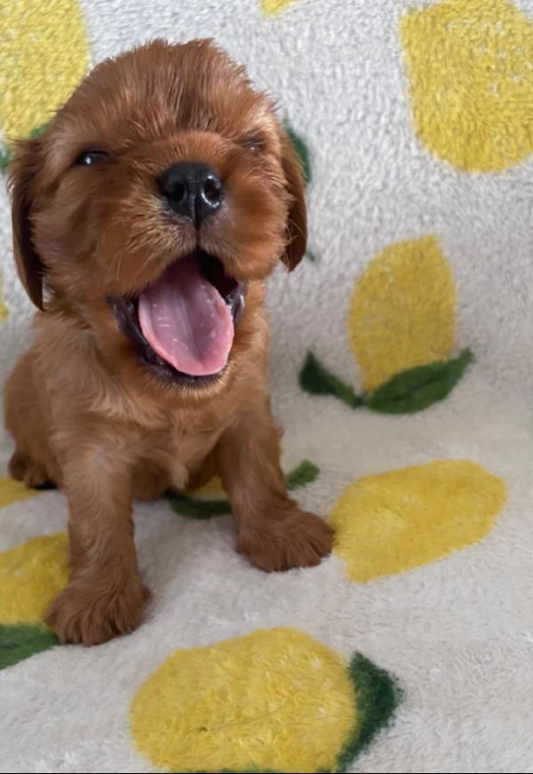 Nadměrně testovaní Cavalier King Charles španělé - foto 6
