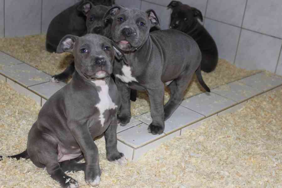 Zdravá štěňata Pitbulla Blueline - foto 1