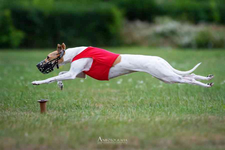 Whippet / vipet s PP - foto 6