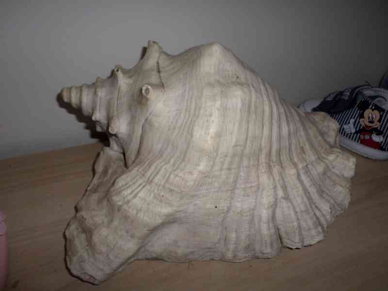 Mušla z Karibského mora  - foto 2