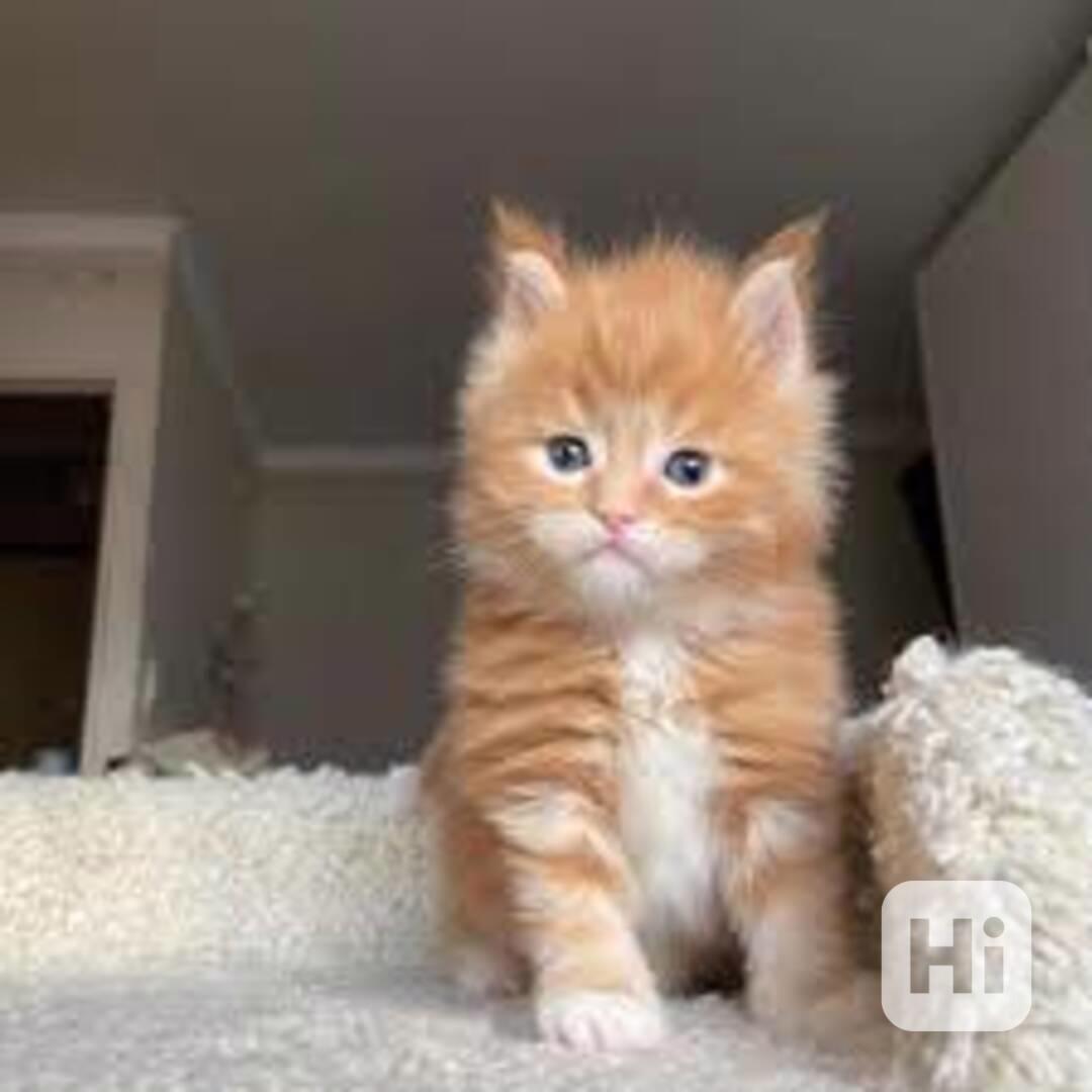 přátelská mainská mývalí koťata  k adopci - foto 1