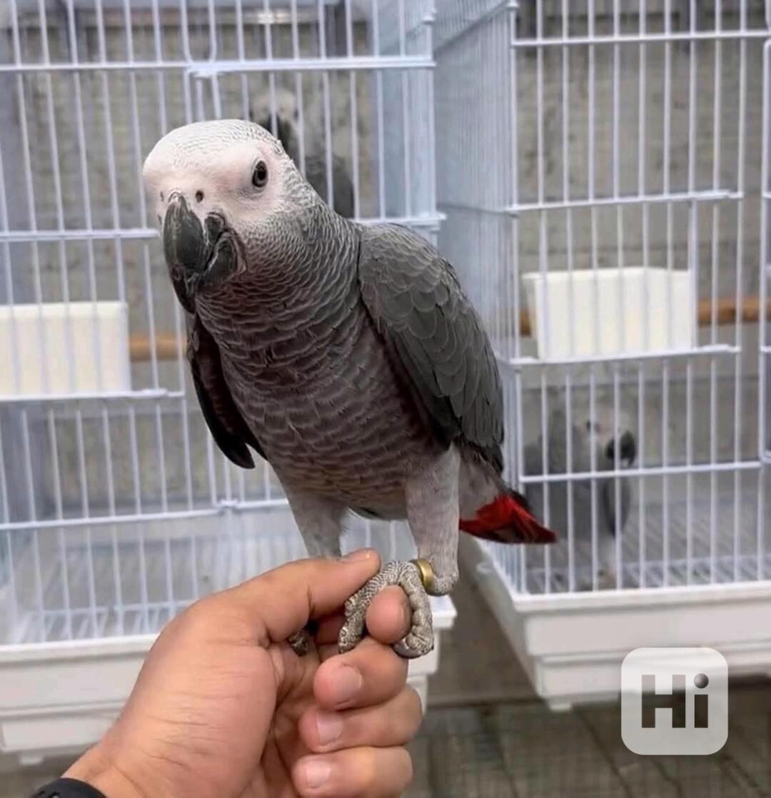 Pěkní afričtí šedí papoušci hledají nový domov - foto 1