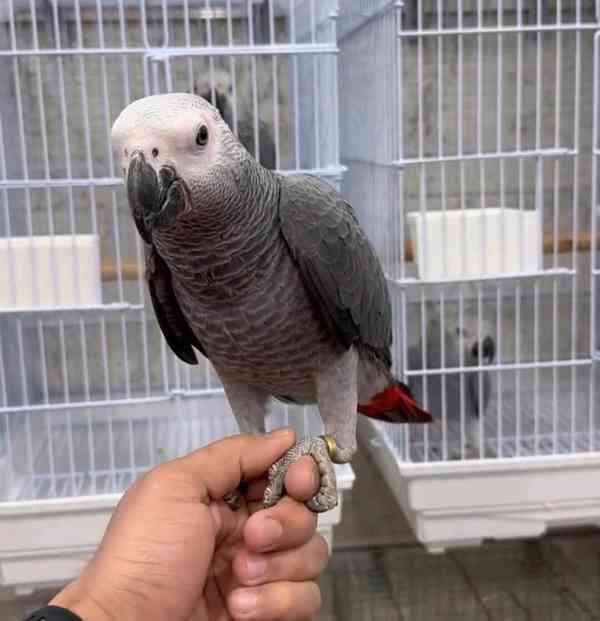 Pěkní afričtí šedí papoušci hledají nový domov - foto 1