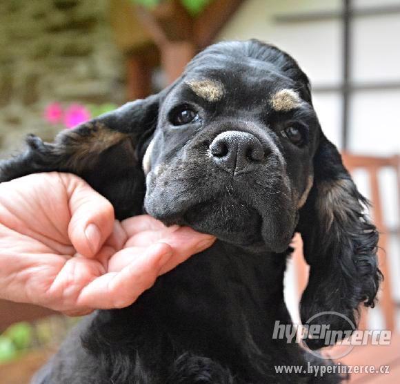 Americký kokršpaněl - štěňata s PP - foto 1