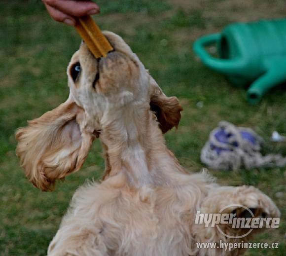 Americký kokršpaněl - štěňata s PP - foto 2