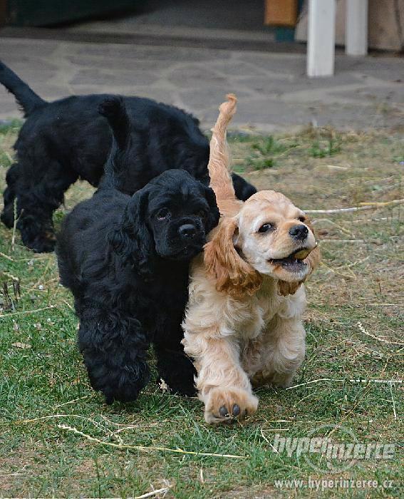 Americký kokršpaněl - štěňata s PP - foto 3