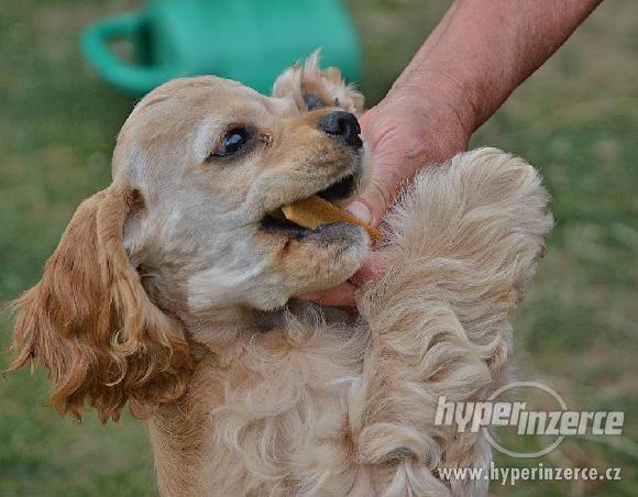 Americký kokršpaněl - štěňata s PP - foto 5