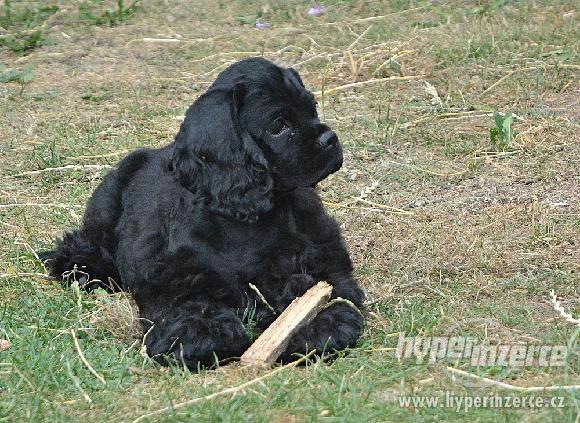 Americký kokršpaněl - štěňata s PP - foto 7