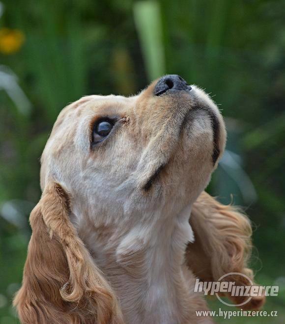 Americký kokršpaněl - štěňata s PP - foto 8